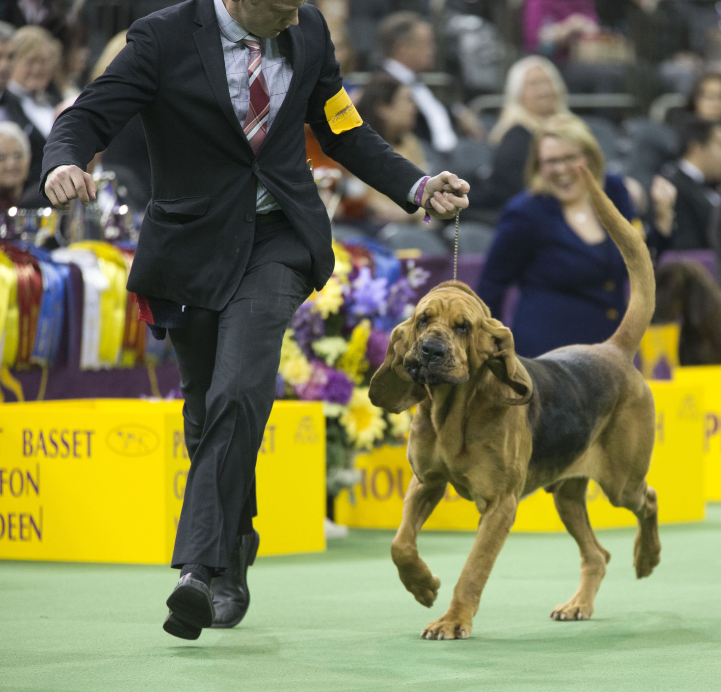 Dog Show